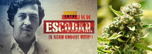 сатива Ессентукская